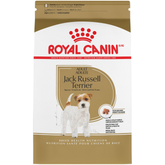Jack Russell Terrier Adult