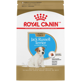 Jack Russell Terrier Puppy