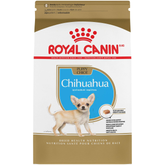 Chihuahua Puppy