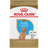Poodle Puppy