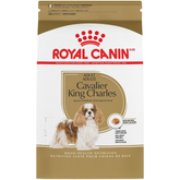 Cavalier King Charles Adult