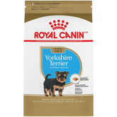 Yorkshire Terrier Puppy