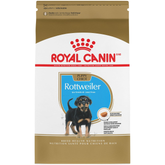 Rottweiler Puppy