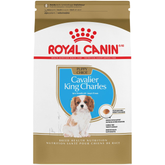 Cavalier King Charles Puppy
