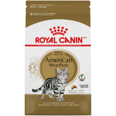 American Shorthair Adult