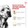 Labrador Retriever Adult Dry Dog Food - View 3