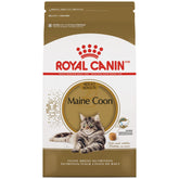 Maine Coon Adult