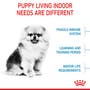 Small Indoor Puppy - View 5
