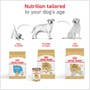 Labrador Retriever Adult Dry Dog Food - View 8