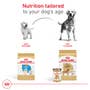 Golden Retriever Puppy Dry Dog Food - View 4