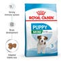 Small Puppy - View 2
