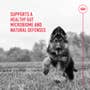 Probiotics for Dogs Digestive and Immune Health Powder Supplement - View 8