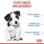 Small Puppy - View 4