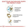Dachshund Puppy Dry Dog Food - View 4
