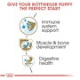 Rottweiler Puppy Dry Dog Food - View 4