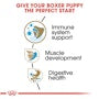 Boxer Puppy Dry Dog Food - View 4